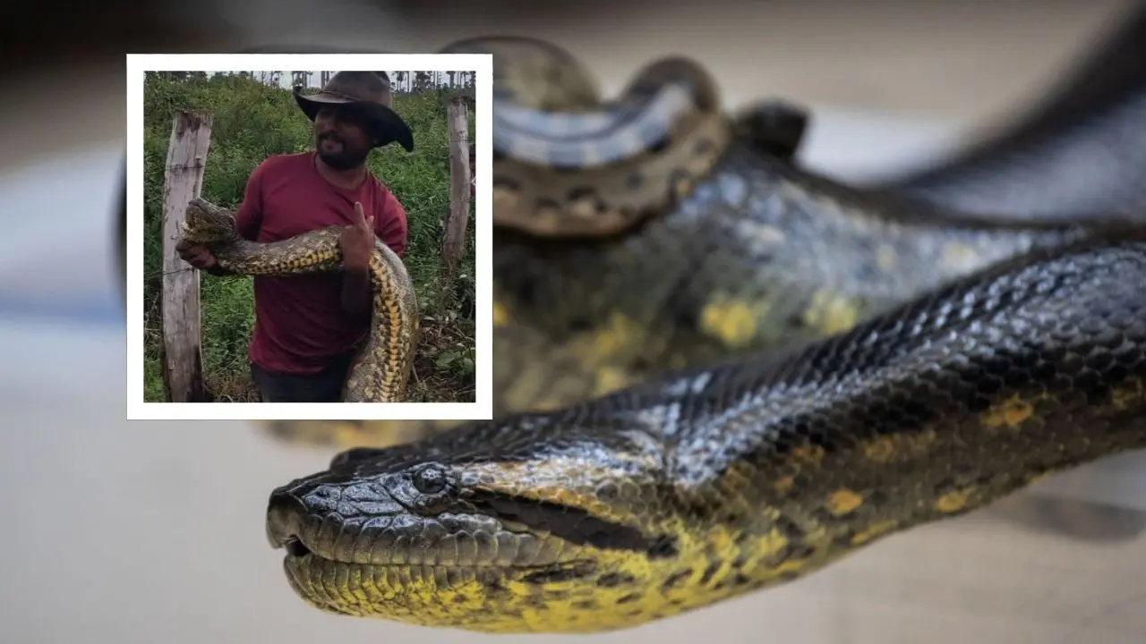 Campesinos hallan una enorme anaconda de más de 10 metros en Colombia Campesinos hallan una enorme anaconda de más de 10 metros en Colombia