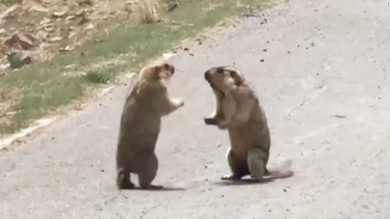 VIDEO: Duelo de marmotas ‘luchadoras’ bloquea el tráfico en China VIDEO: Duelo de marmotas ‘luchadoras’ bloquea el tráfico en China